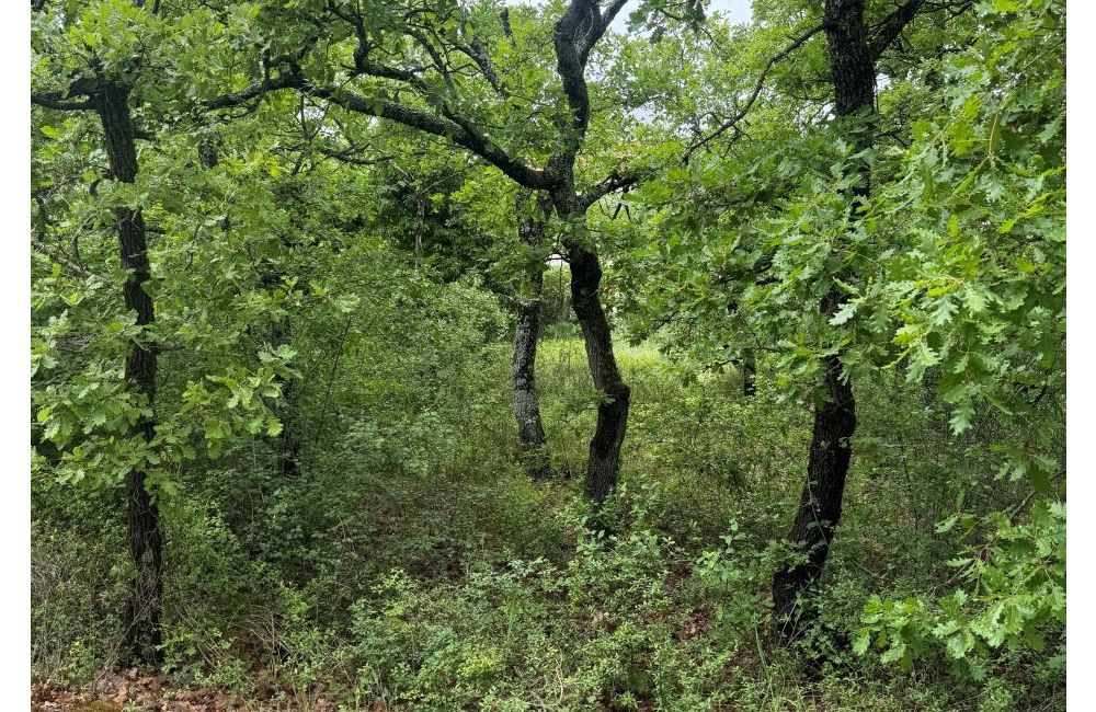 Vente terrain + maison FORCALQUIER Alpes-de-Haute-Provence