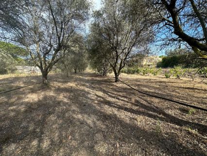 Vente terrain ROQUEBRUNE-SUR-ARGENS Var