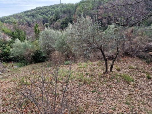 Vente terrain DRAGUIGNAN Var